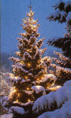 christbaum