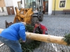 Maibaum 29042017 (11)
